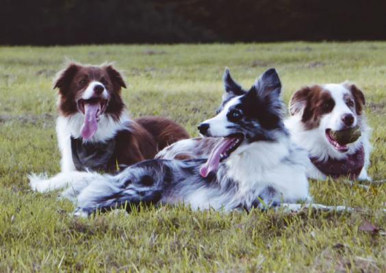 glucosamine good for dogs