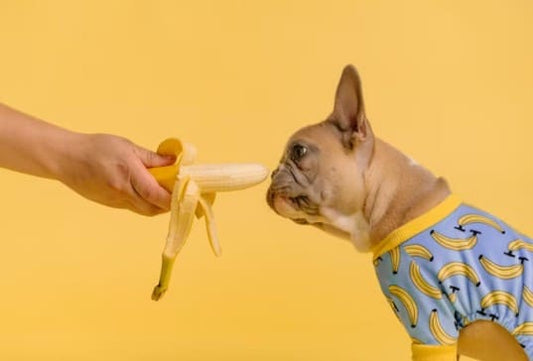 dog food