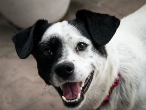 dog toothpaste
