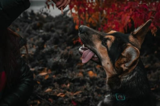 german shepard