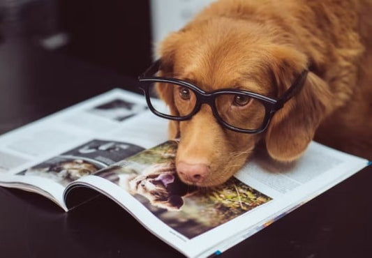 Dog DNA Tests: Are They Worth It?