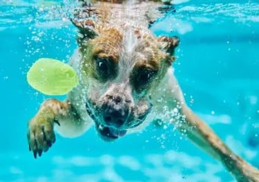 pool safety