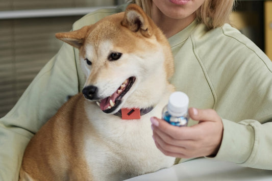 FDA Warns of Risks from Popular Dog Arthritis Medications