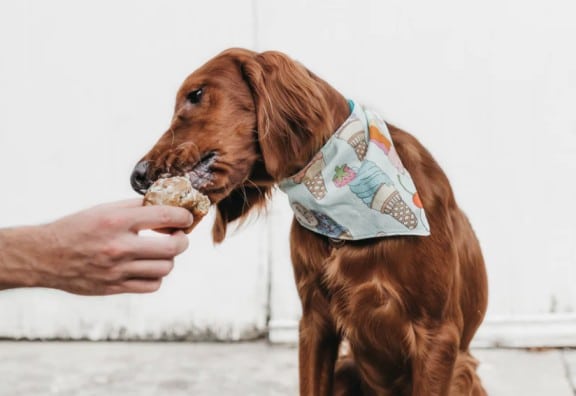 homemade dog food