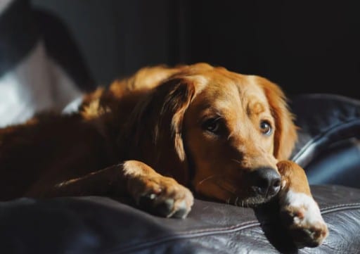 tetanus in dogs