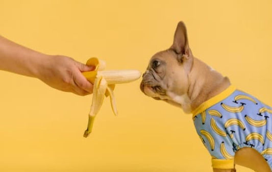 dog food