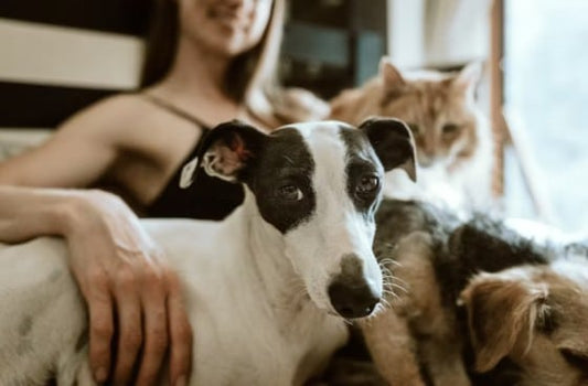 dogs and nuts