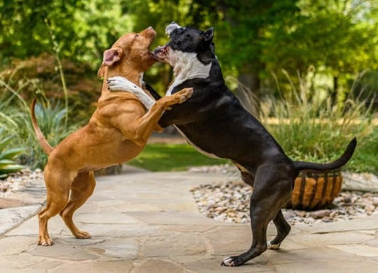From Frisbees to Frustration: How Dog Injuries Can Lead to Arthritis