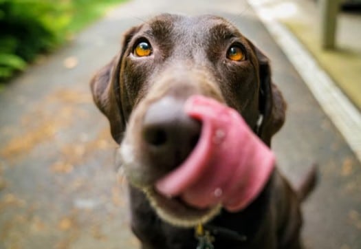 Can a Dog's Nose Get Sunburned?