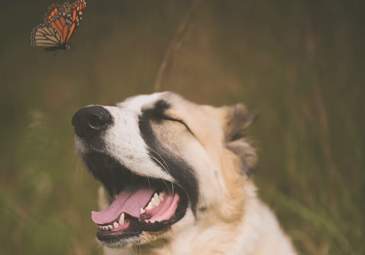 Beat the Heat: Cooling Comfort for Arthritic Dogs