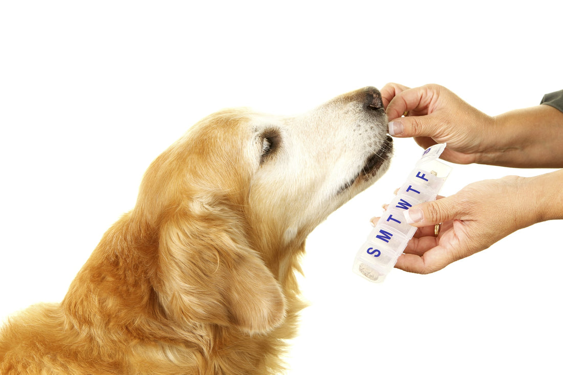 4 Ways To Get Your Dog To Take Their Medicine